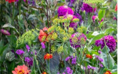 Common mistakes when planting a new border…